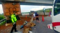 Kecelakaan di Tol Pekanbaru-Dumai: Diduga Sopir Ngantuk, Truk Pengangkut Sawit Tabrak Ekor Tronton, Buah Sawit Berserakan di Jalan